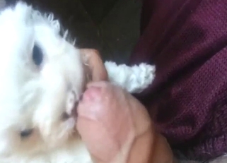 Foreskin foreplay in bestiality sex with a dog