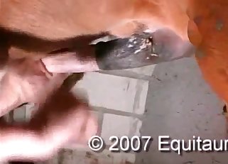 That horse cock is unforgettable