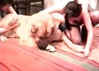 Slender females are playing with a big dog