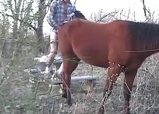 Hardcore porn with a stallion