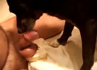 Sexy doggy licking a hard loaded sausage